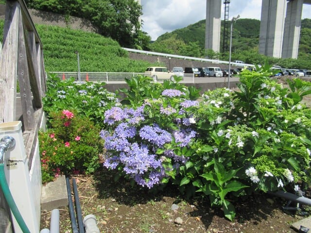 カリタスみわのお庭に咲いている紫陽花