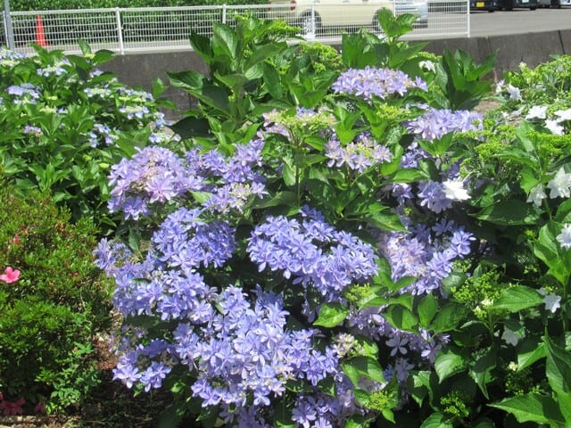 カリタスみわのお庭に咲いている紫陽花