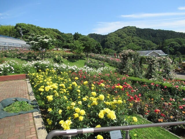 ばらの丘公園の眺め