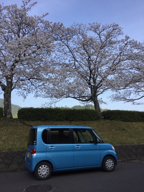 満開の桜並木