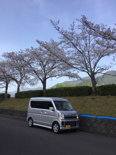 満開の桜並木