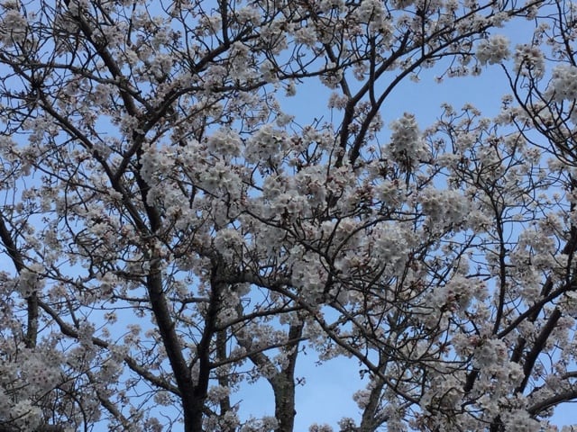 満開の桜