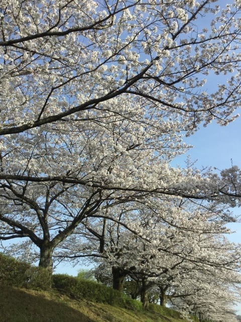 満開の桜