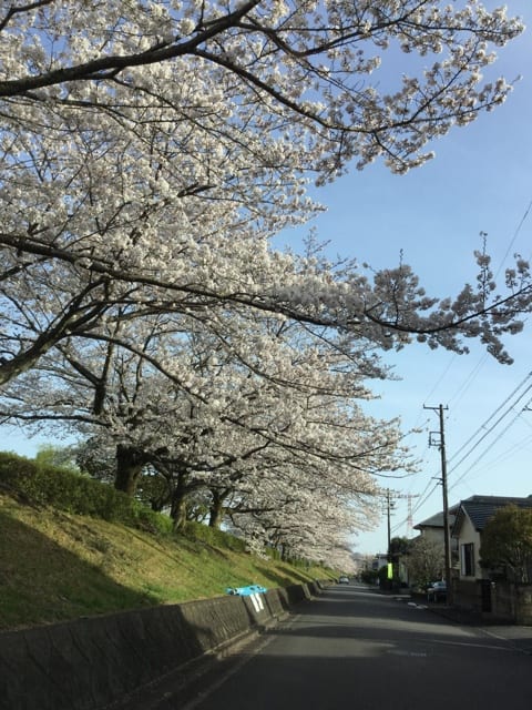 足久保の土手沿いに咲いている満開の桜