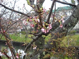 木屋川の桜