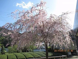 デイサービス外庭のしだれ桜