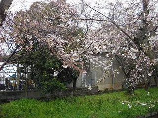 木屋川の桜