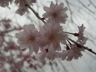 カリタスみわの庭の桜