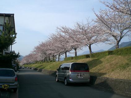 美和中学校裏の土手沿いの桜並木