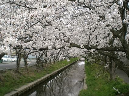 満開の木屋川の桜