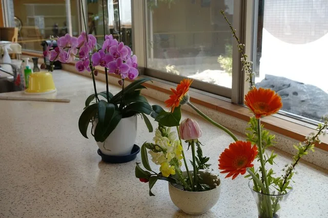 施設内のお花